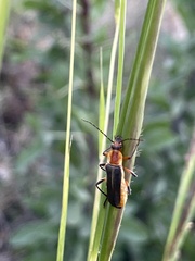 Chauliognathus obscurus