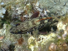 Epinephelus marginatus