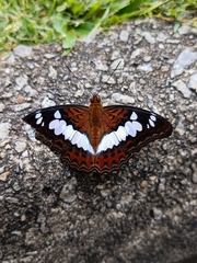 Moduza procris milonia