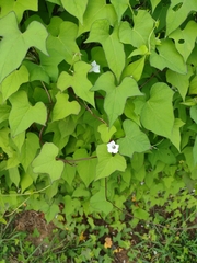 Ipomoea lacunosa