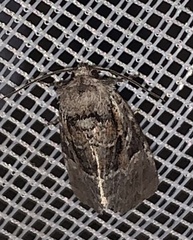 Meropleon ambifusca