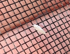 Coniopterygidae
