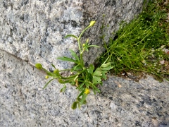 Ranunculus sceleratus