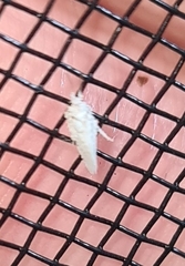 Coniopterygidae