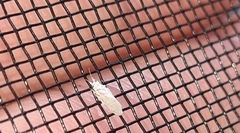 Coniopterygidae