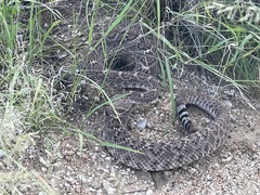 Crotalus atrox