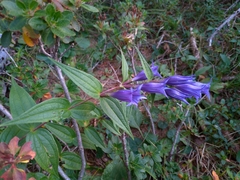 Gentiana asclepiadea