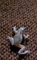 Litoria rubella