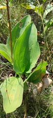 Plantago maxima