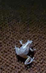 Litoria rubella