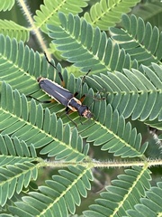 Chauliognathus obscurus
