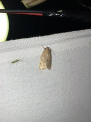 Cosmia trapezina