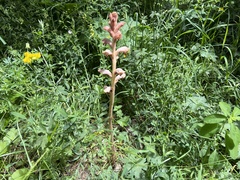 Orobanche