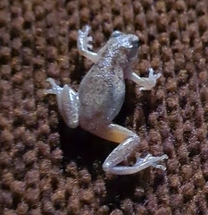 Litoria rubella