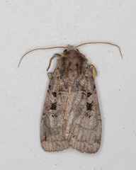 Xestia normanianus
