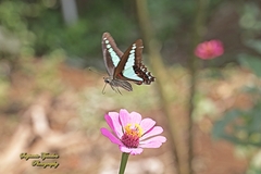 Graphium sarpedon