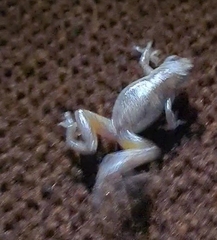 Litoria rubella