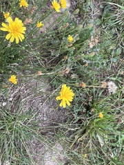 Scorzoneroides autumnalis