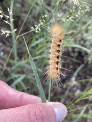 Pygarctia