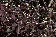 Alternanthera brasiliana
