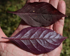Alternanthera brasiliana