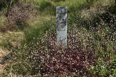 Alternanthera brasiliana