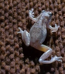 Litoria rubella