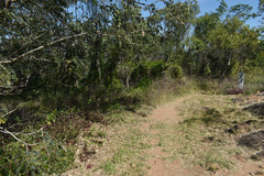 Alternanthera brasiliana