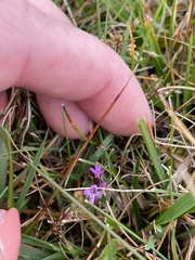 Thymus praecox britannicus