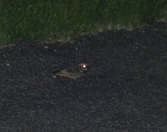 Phalaenoptilus nuttallii