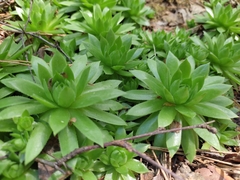 Sempervivum globiferum