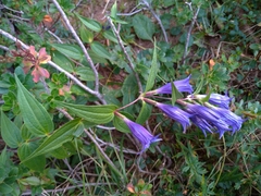 Gentiana asclepiadea