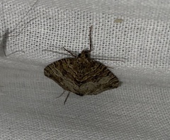 Hydriomena furcata
