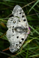 Parnassius apollo