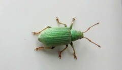 Phyllobius virideaeris