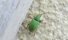 Phyllobius virideaeris