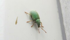 Phyllobius virideaeris