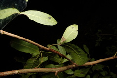 Piletocera