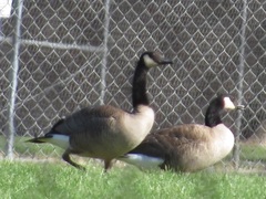 Branta canadensis