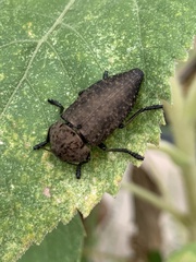 Capnodis tenebricosa