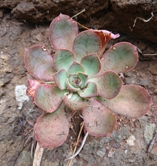 Aeonium