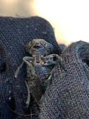 Capnodis tenebricosa