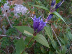 Gentiana asclepiadea