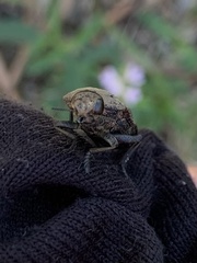 Capnodis tenebricosa