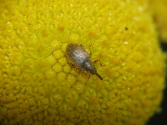 Acalyptus carpini