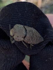 Capnodis tenebricosa