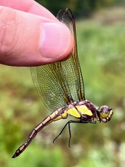 Libellula flavida