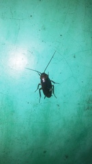 Periplaneta brunnea