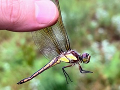 Libellula flavida