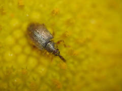 Acalyptus carpini